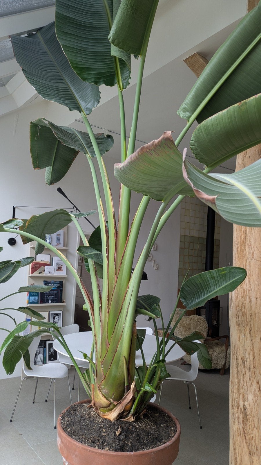 Strelititzia Nicolai, 4 meter hoog 3 meter breed., Ophalen, 200 cm of meer, Palm, In pot