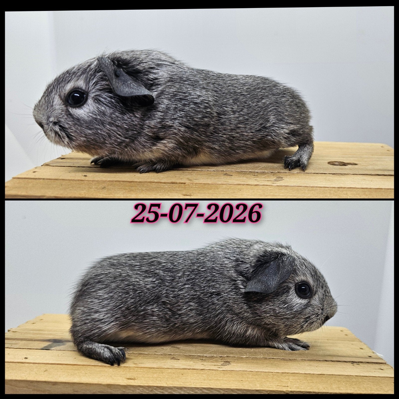 Zilveragouti zeugje, Dieren en Toebehoren, Knaagdieren, Vrouwelijk, Cavia, Juli, Tam