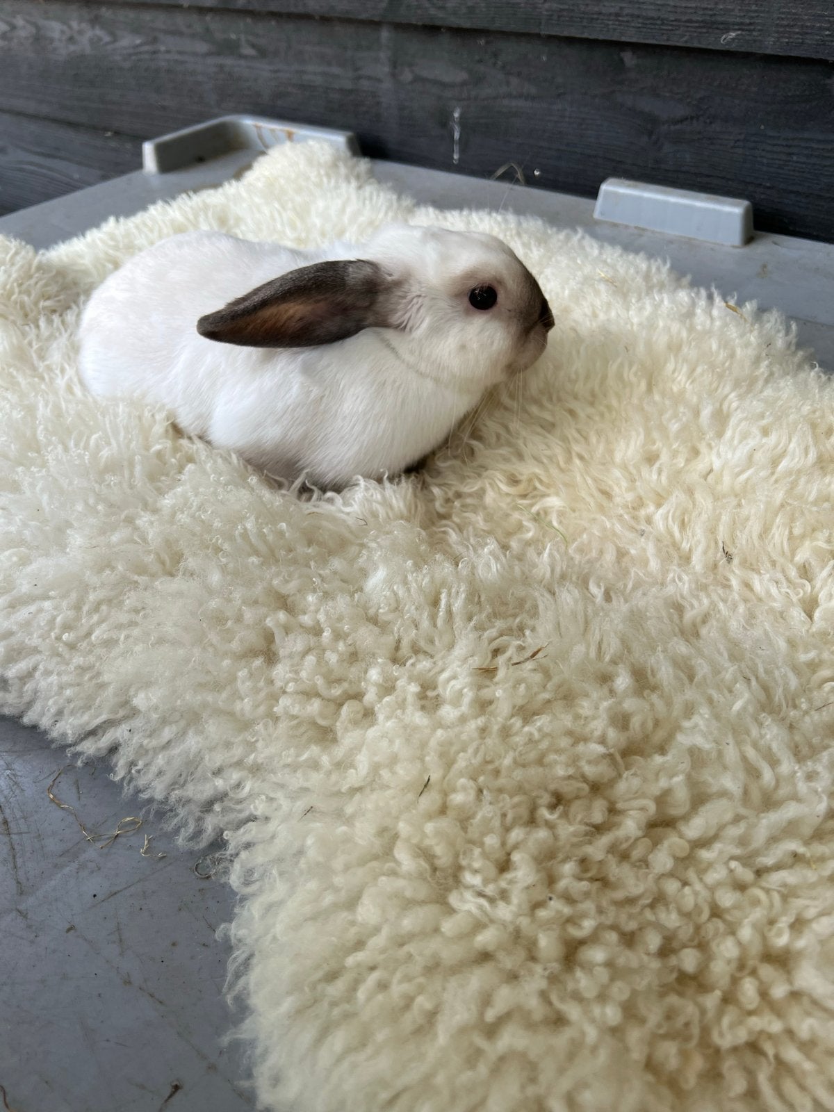 Superleuke konijntjes bij Gert Boerderij, Meerdere dieren
