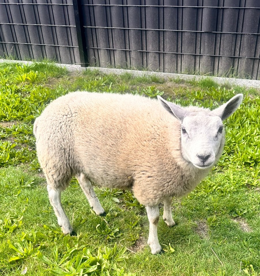Texel ooi, Dieren en Toebehoren, Vrouwelijk, Schaap