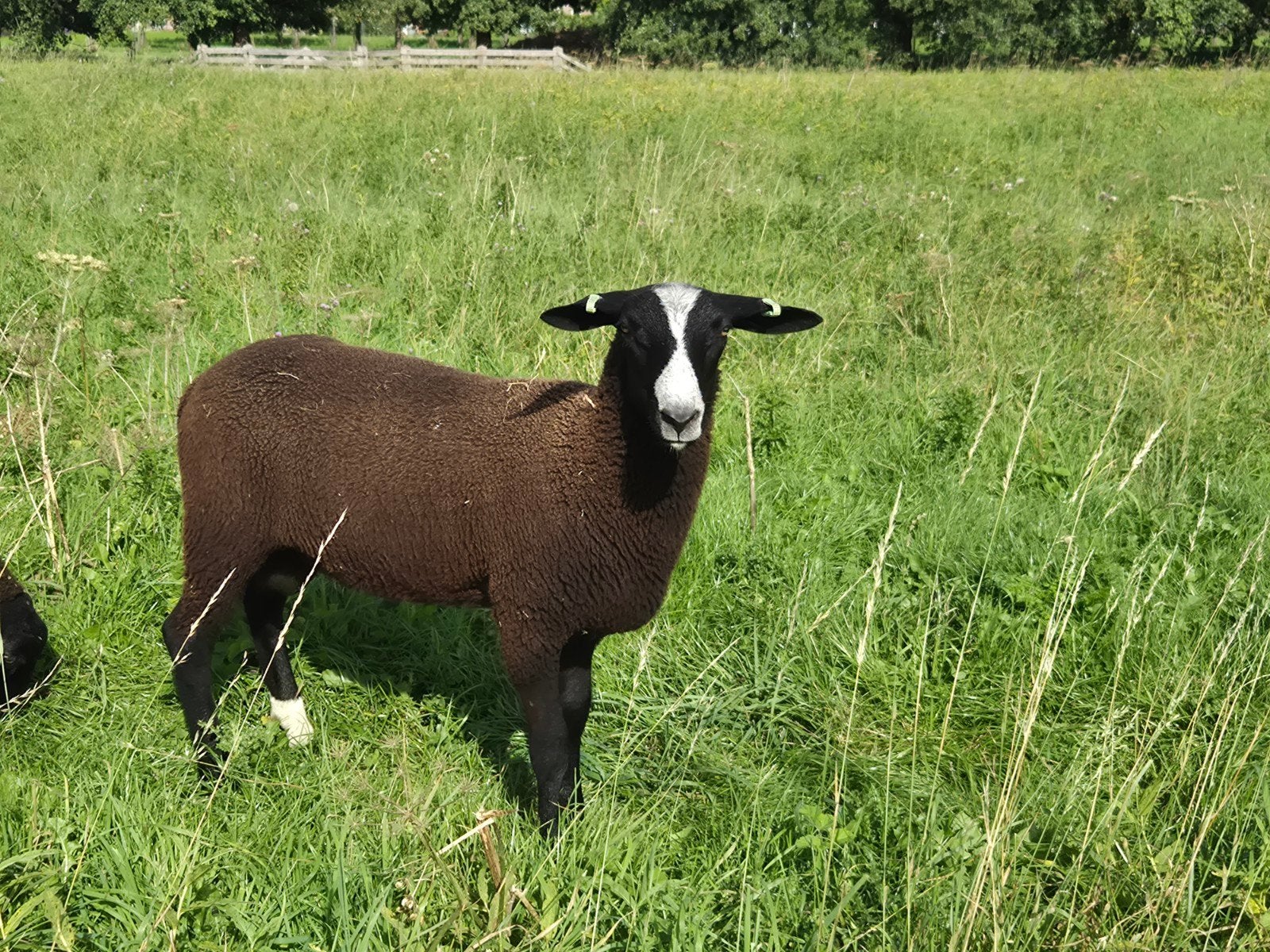 zwartles ramlam, Dieren en Toebehoren, Mannelijk, Geit