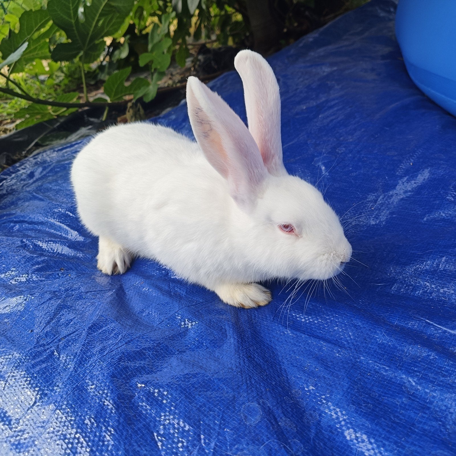 Witte nieuw Zeelander rammelaar X( wvd x Lhng x cali) voedst, Vrouwelijk, Groot, 0 tot 2 jaar