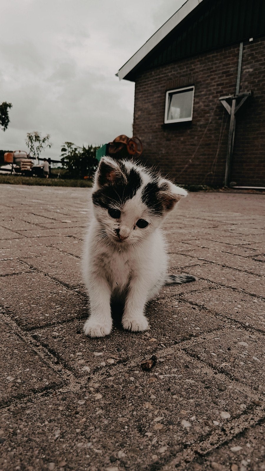 Boerderijkittens, Meerdere dieren, Kortharig, 0 tot 2 jaar