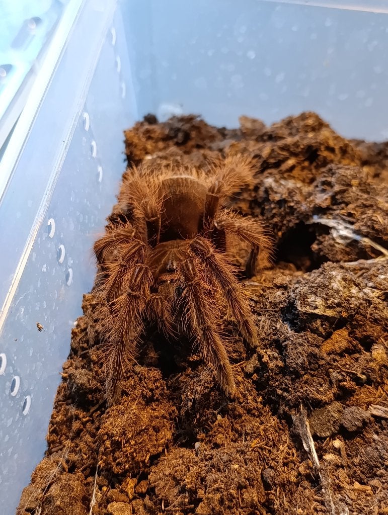 Vogelspinnen: versicolor , brachypelma , metal , avicularia, Spin of Schorpioen
