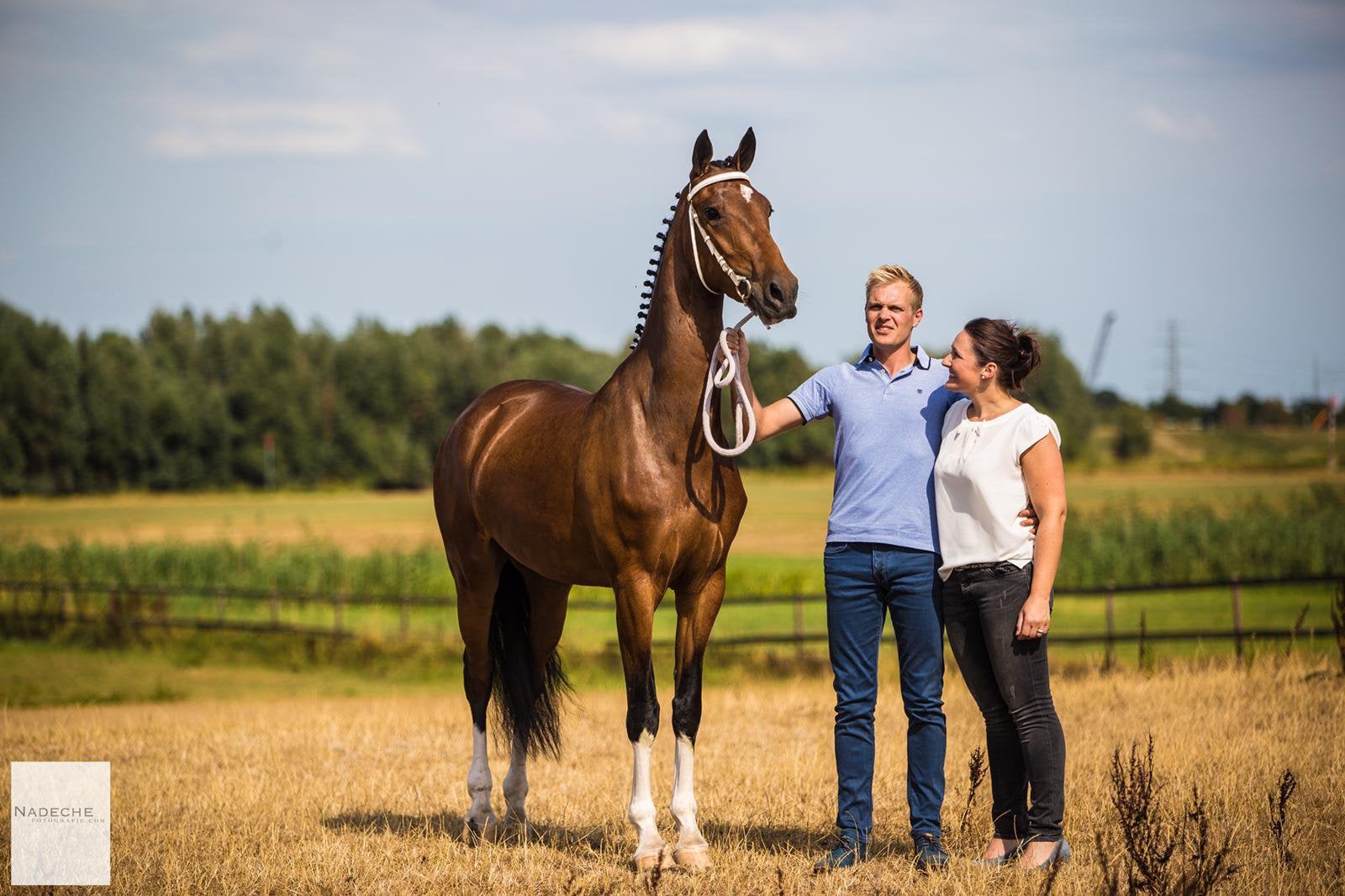 Tuigpaard ster merrie 12 jaar betuigd, Dieren en Toebehoren, Paarden, Merrie