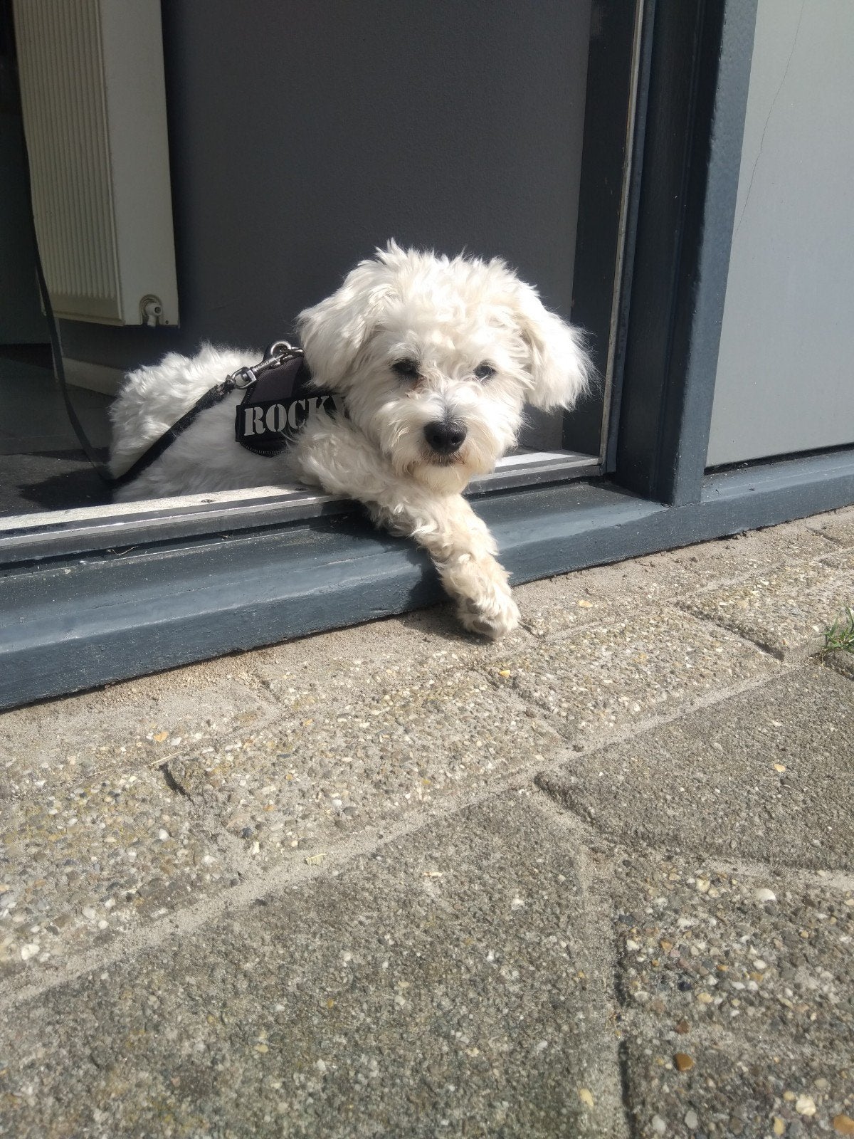 Maltezer Dekreu, Dieren en Toebehoren, Honden | Dekreuen, Reu, Eén hond, 3 tot 5 jaar, Nederland