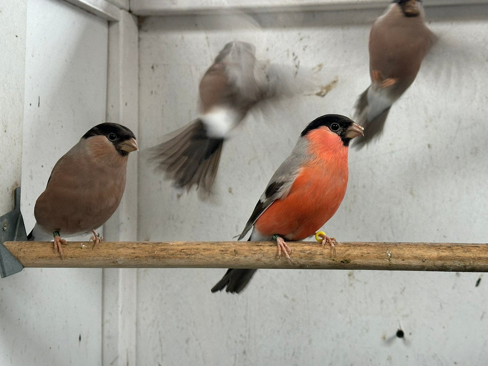 Noordse goudvink, Meerdere dieren, Wildzangvogel, Geringd