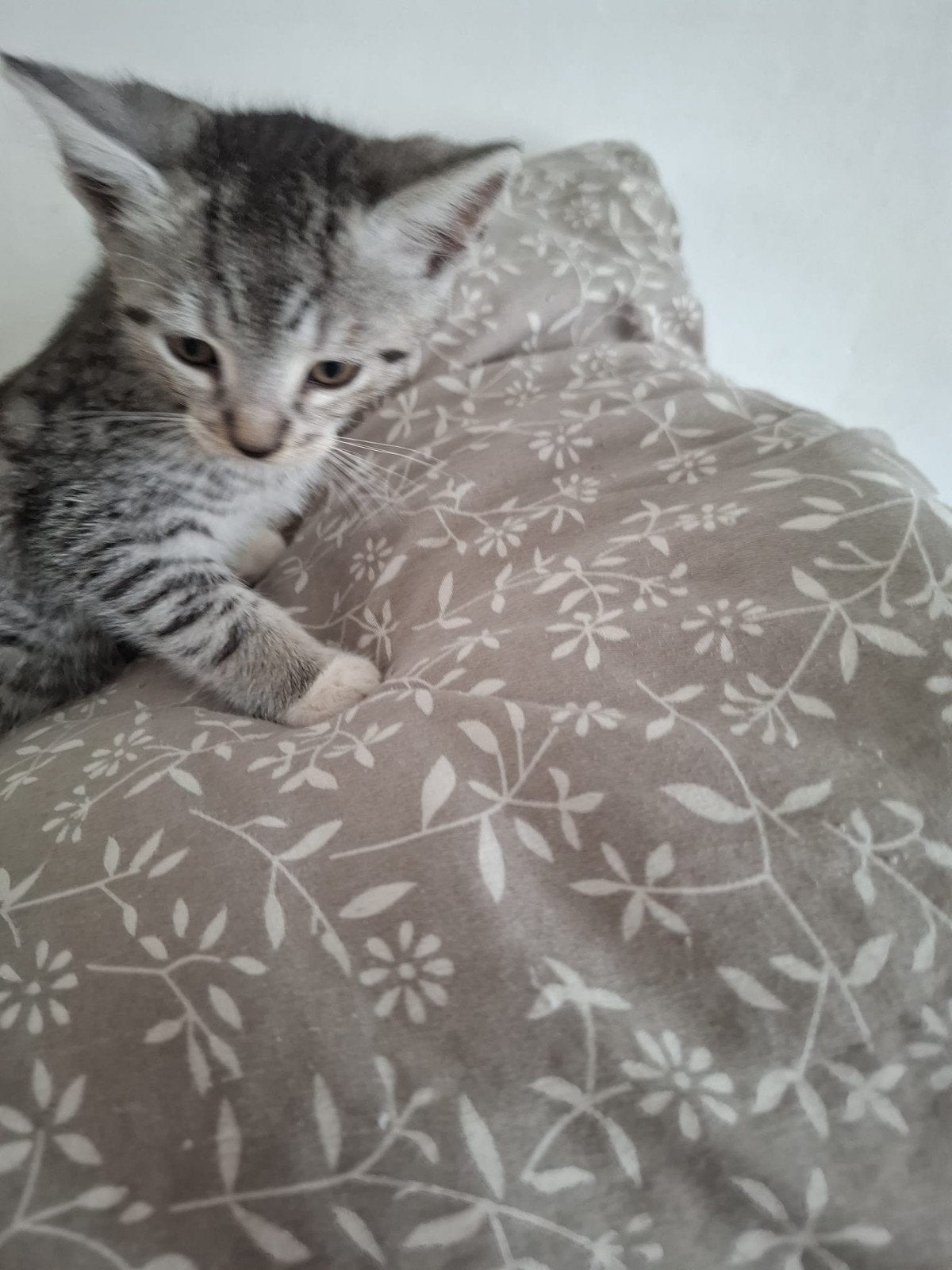 super huiselijke kittens mix snow bengaal, Meerdere dieren, Kortharig, 0 tot 2 jaar