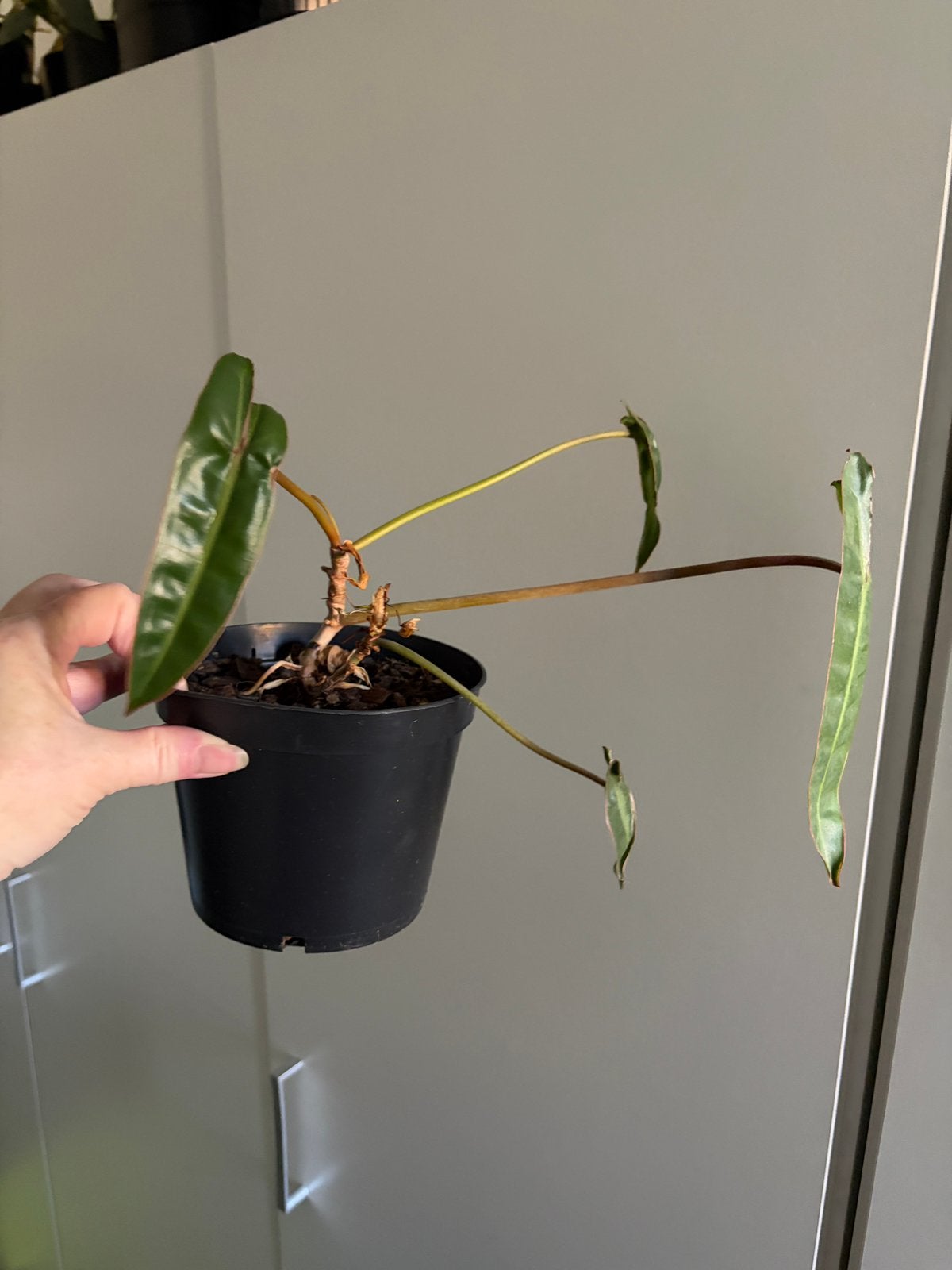 Philodendron Billietiae, Huis en Inrichting, Kamerplanten, Ophalen of Verzenden, Halfschaduw, Minder dan 100 cm