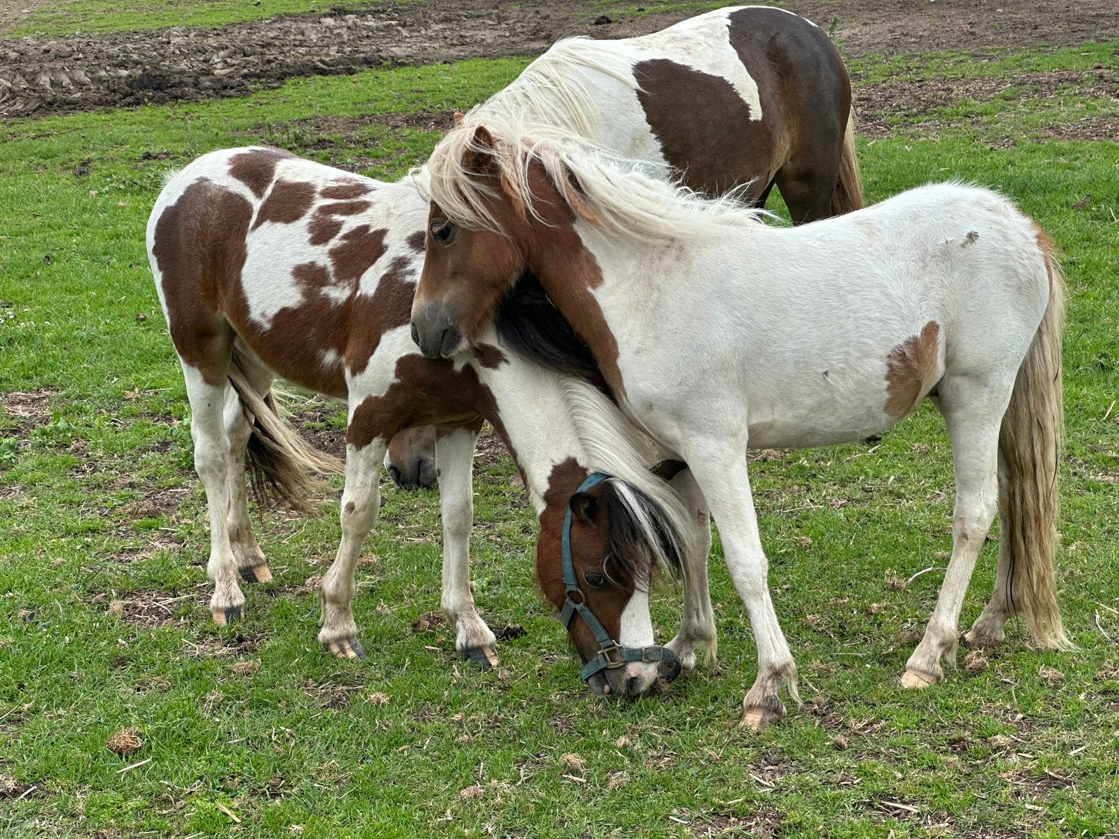 3 lieve hengst pony’s bruinbont en palomino bont, Merrie, A pony (tot 1.17m), 0 tot 2 jaar