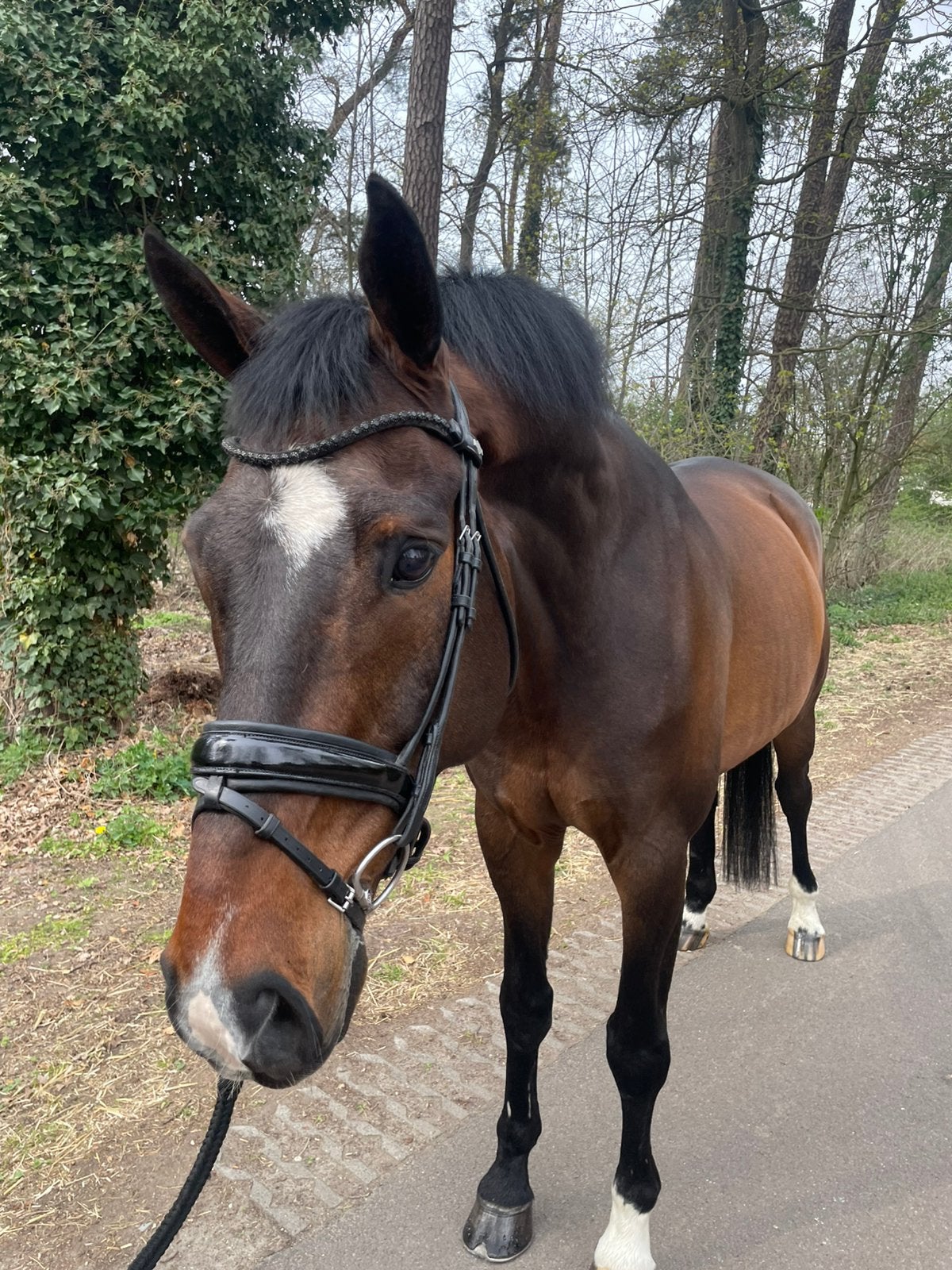 Leuke allround ruin van Johnson, Ruin, M, Dressuurpaard, 11 jaar of ouder