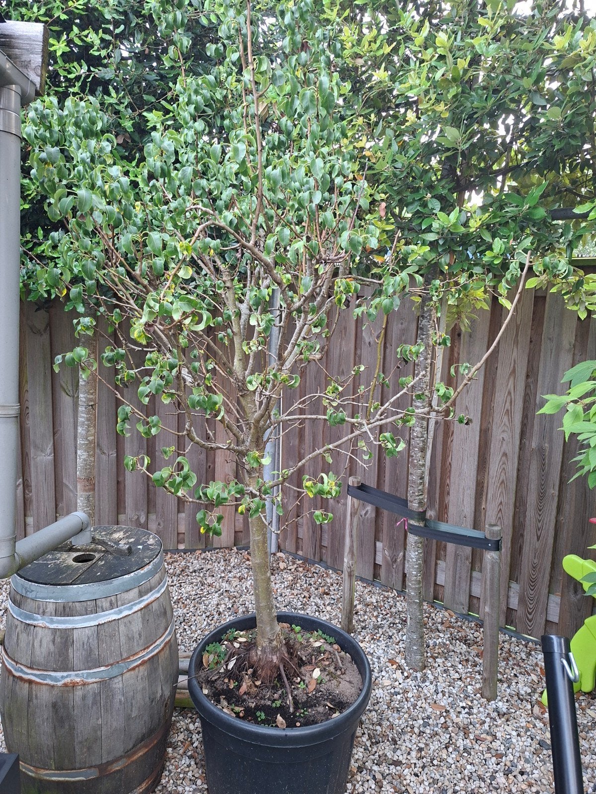 perenboom 2 meter +, Tuin en Terras, Planten | Bomen, Ophalen, Volle zon, Overige soorten