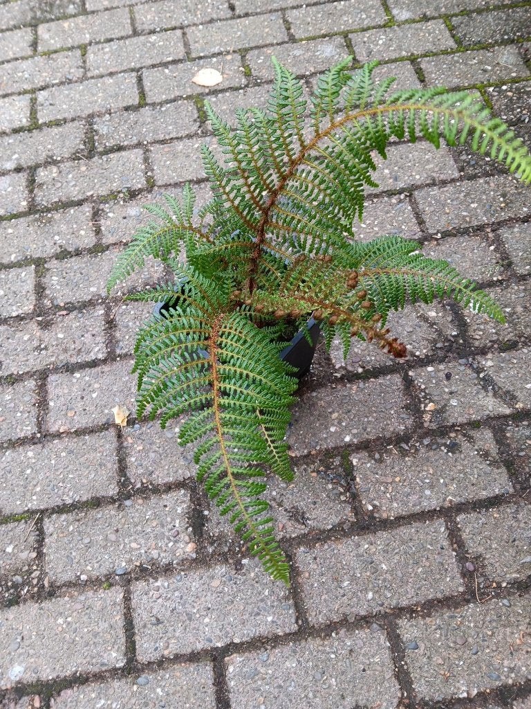 Boomvaren, Ophalen, Vaste plant, Varens, Bloeit niet
