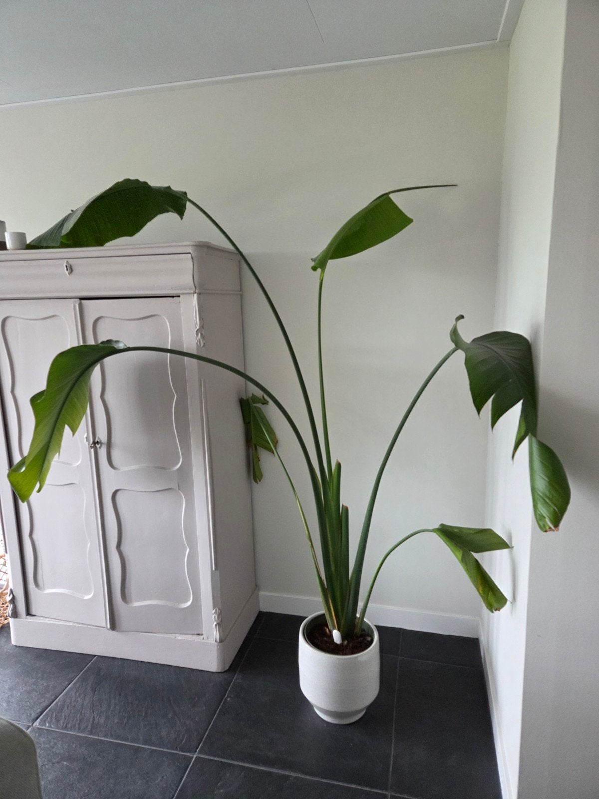 Grote Strelitzia Nicolai - Paradijsvogelplant, Ophalen, Halfschaduw, 150 tot 200 cm