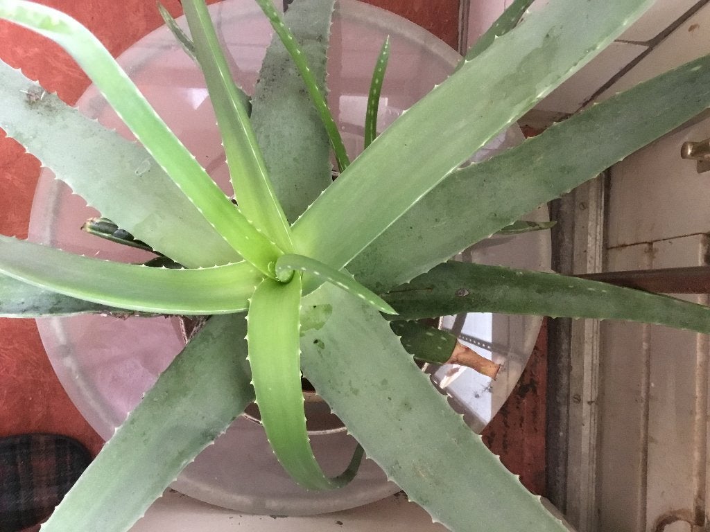 2 aloe vera planten, Huis en Inrichting, Kamerplanten, Ophalen, Overige soorten, Halfschaduw, Minder dan 100 cm