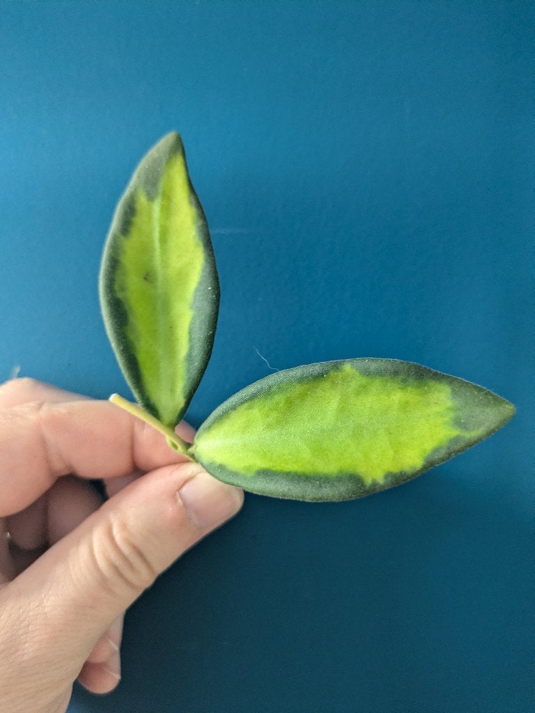 Voordeelpakket geurige Hoya's - stekken, Ophalen of Verzenden, Halfschaduw, Minder dan 100 cm