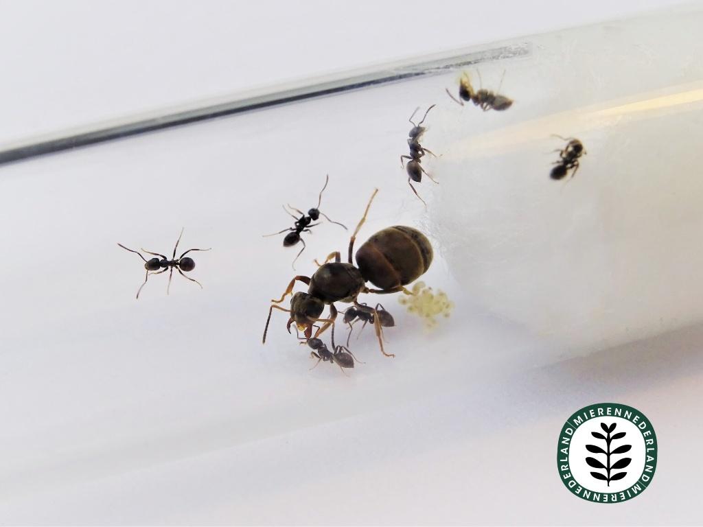 LASIUS NIGER KOLONIES I STARTER MIER 1-10/10 - 20 werksters