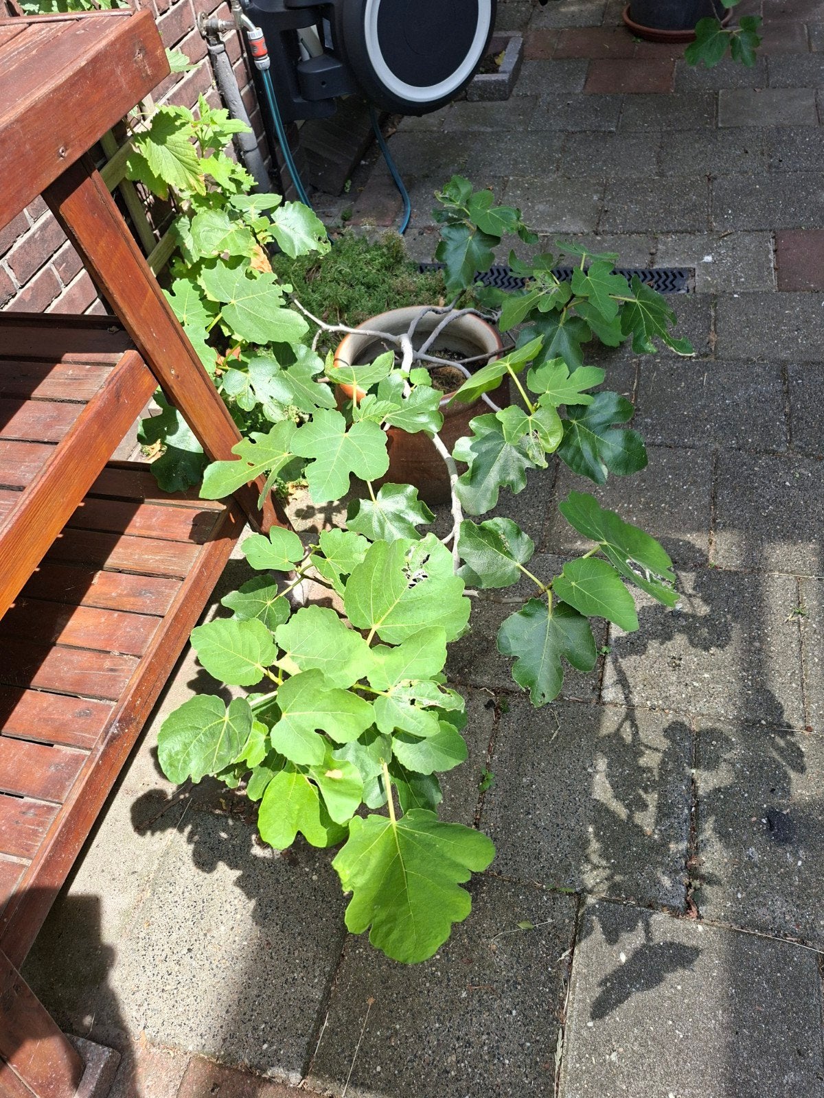 Vijg plant Volwassen, Ophalen, Minder dan 100 cm, Vijgenboom