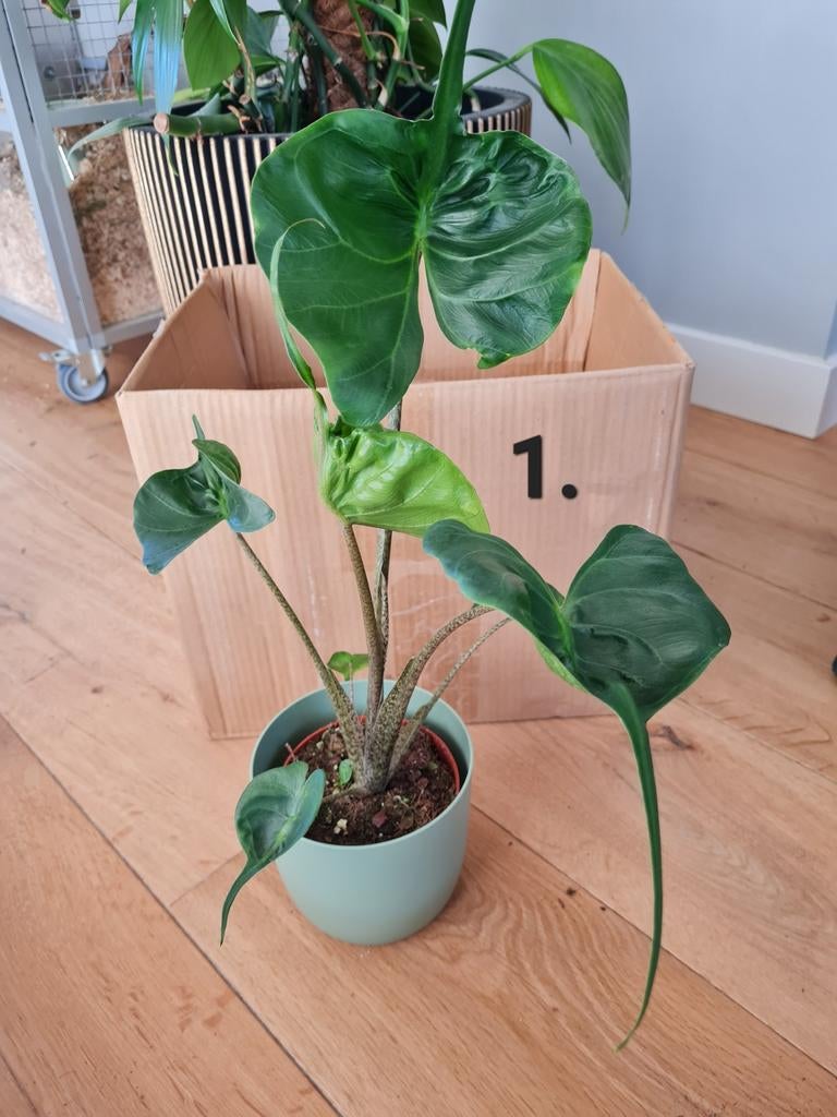 Alocasia Stingray, 50 cm hoog, zeldzame kamerplant, Huis en Inrichting, Kamerplanten, Ophalen of Verzenden, Minder dan 100 cm