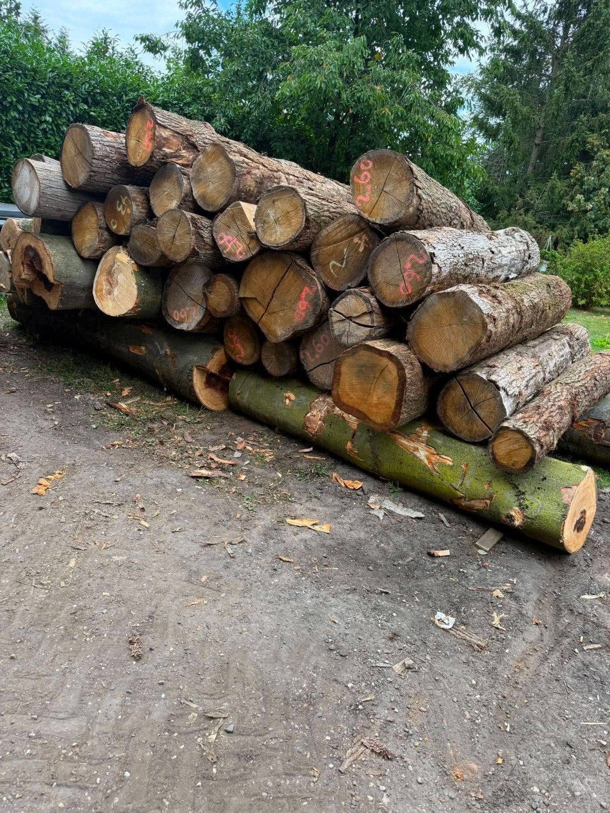 eiken stammen, Tuin en Terras, Haardhout, 6 m³ of meer, Ophalen, Eikenhout, Stammen