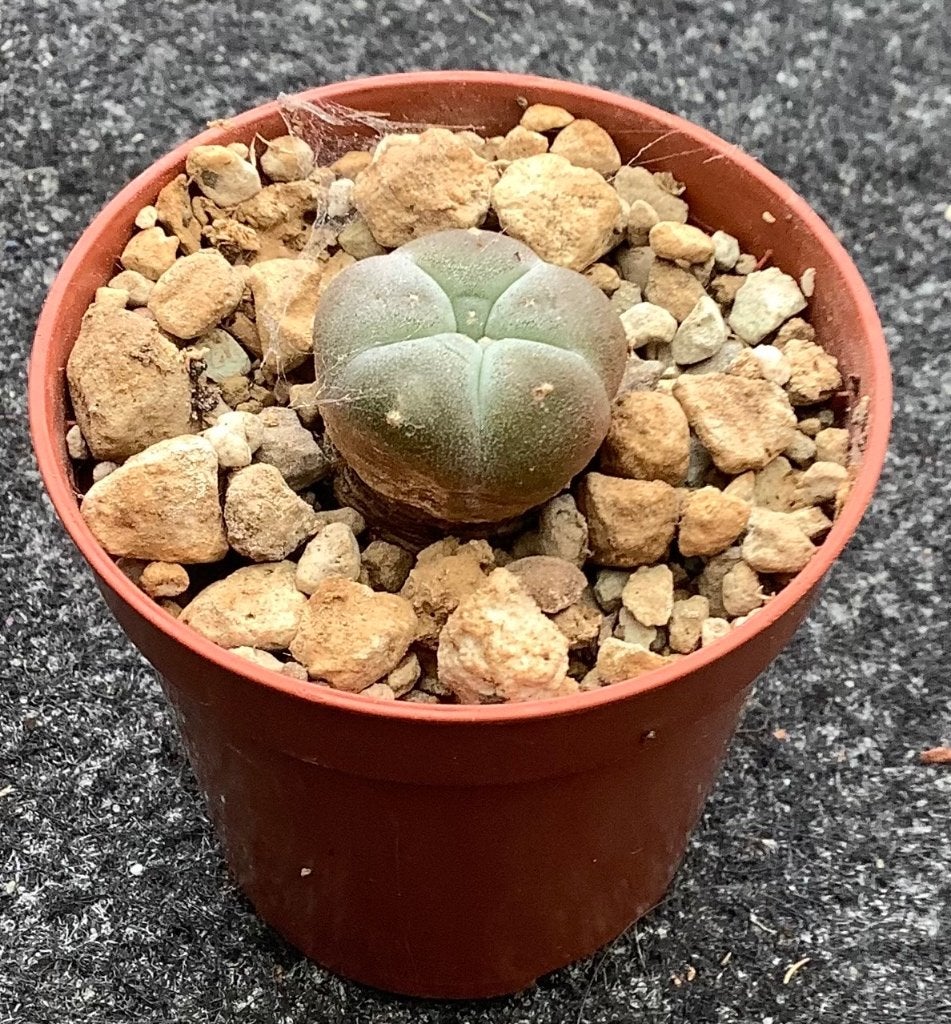 Cactus, Lophophora, Ophalen of Verzenden, Cactus, Volle zon, Minder dan 100 cm