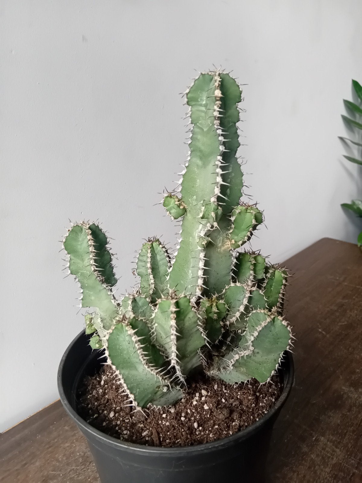 Cactus 40cm, Ophalen, Minder dan 100 cm, In pot, Cactus