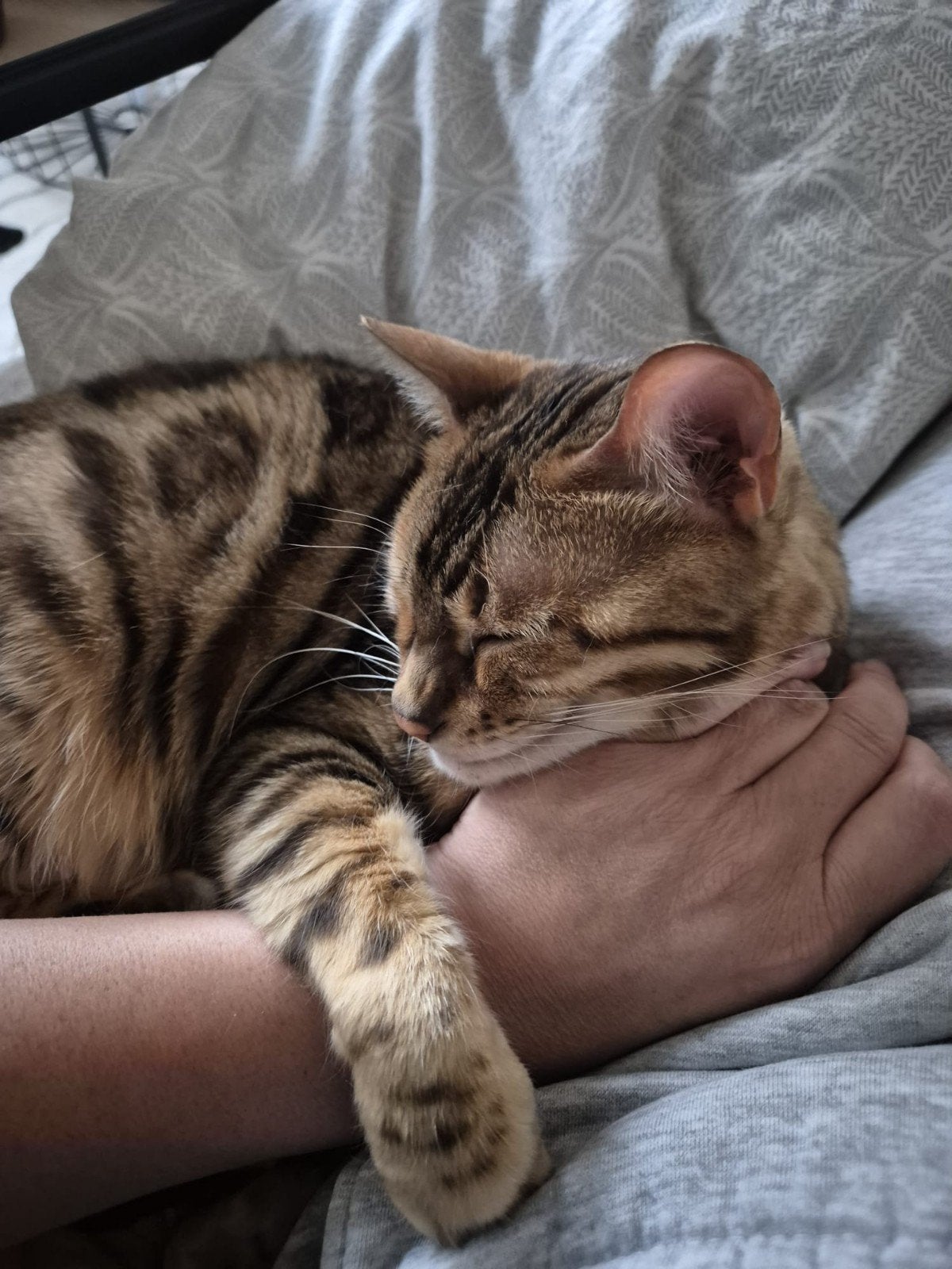 mooie lieve Bengaalse poes, Dieren en Toebehoren, Poes