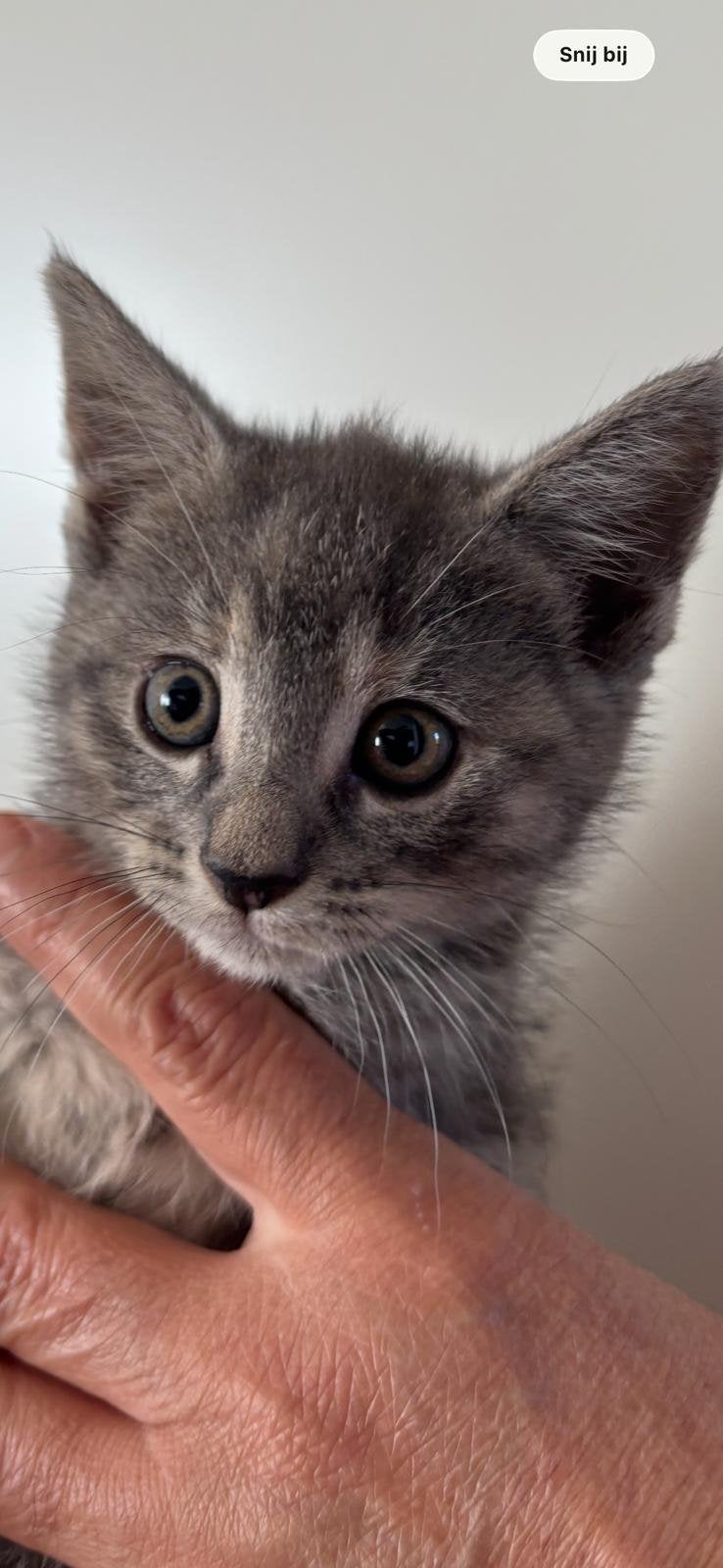 Poes, Poes, Kortharig, 0 tot 2 jaar