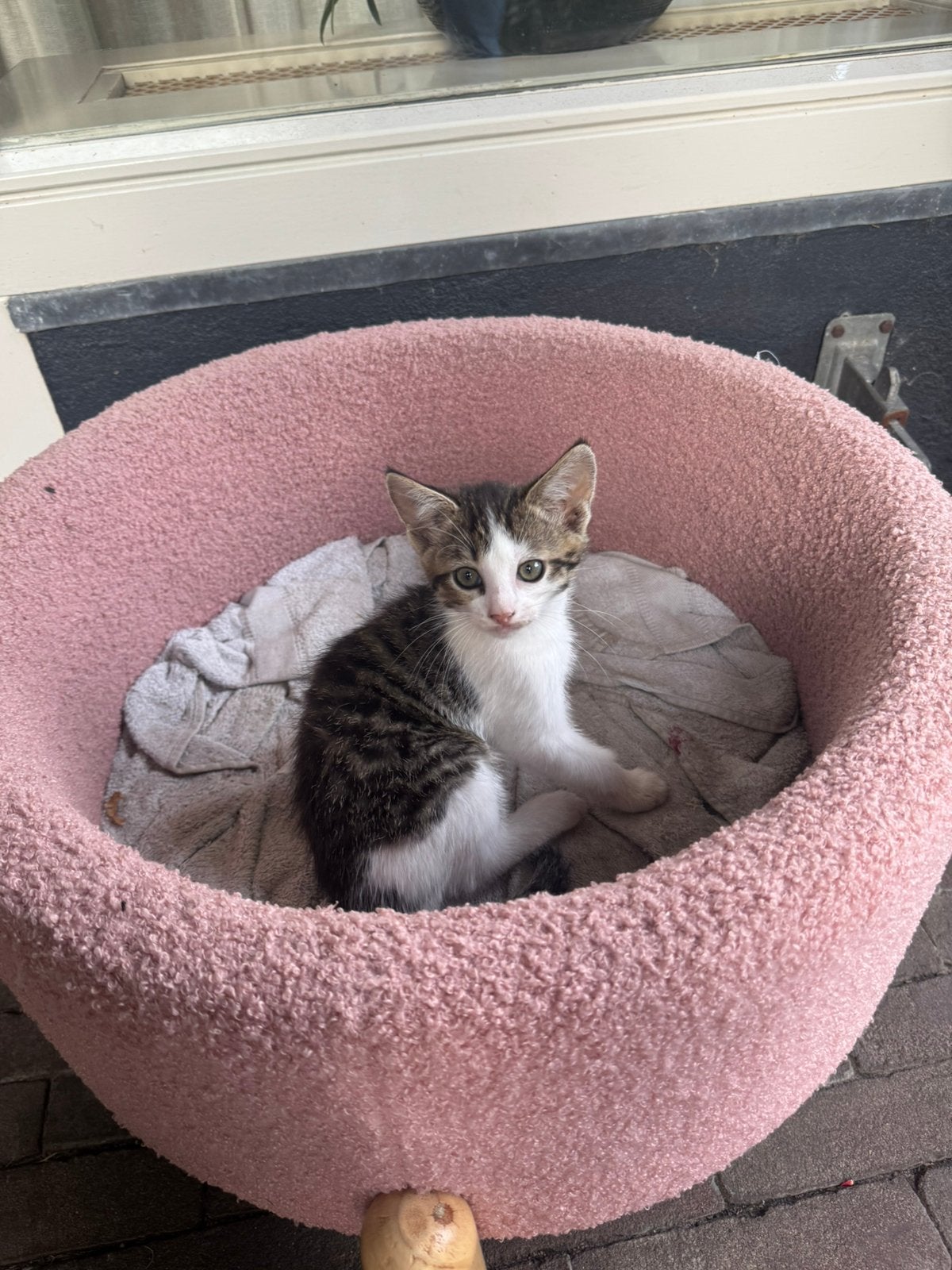 Kwart bengaal kitten, Meerdere dieren, Kortharig, 0 tot 2 jaar