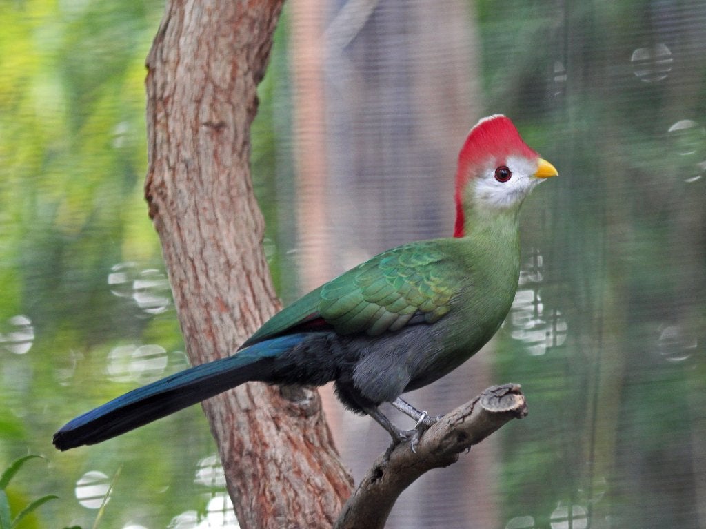 2 mannen Roodkuiftoerako's (jongen 2026), Dieren en Toebehoren, Meerdere dieren, Tropenvogel, Geringd