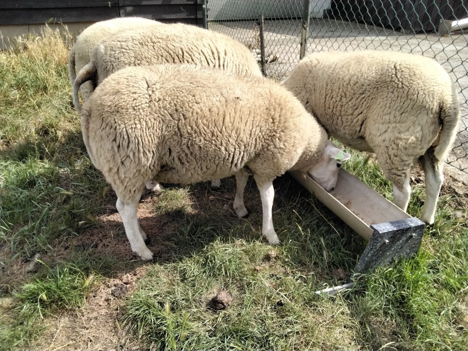 swifter dekrammen, Mannelijk, Schaap