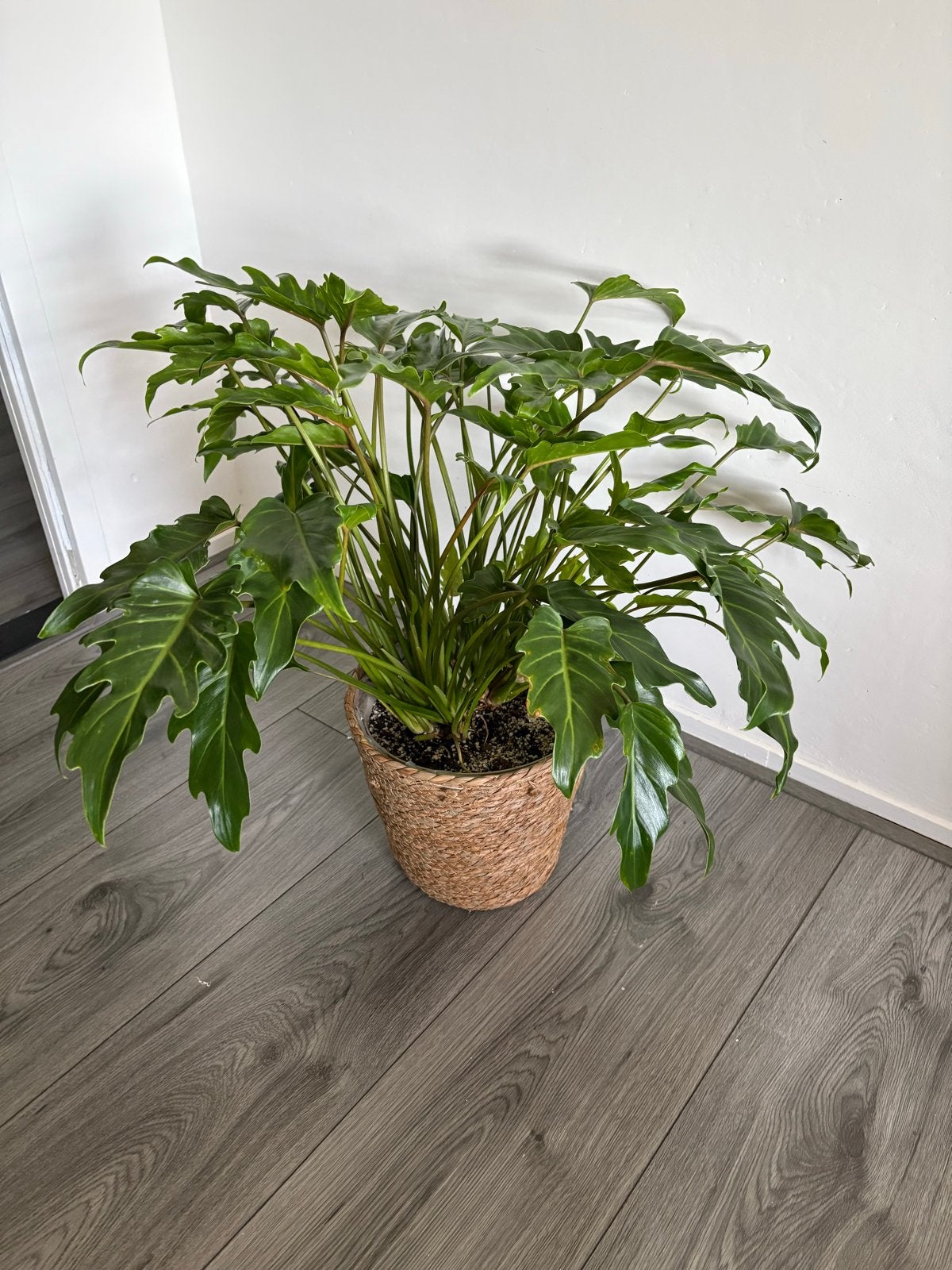 Philodendron Xanadu inclusief mand, Ophalen