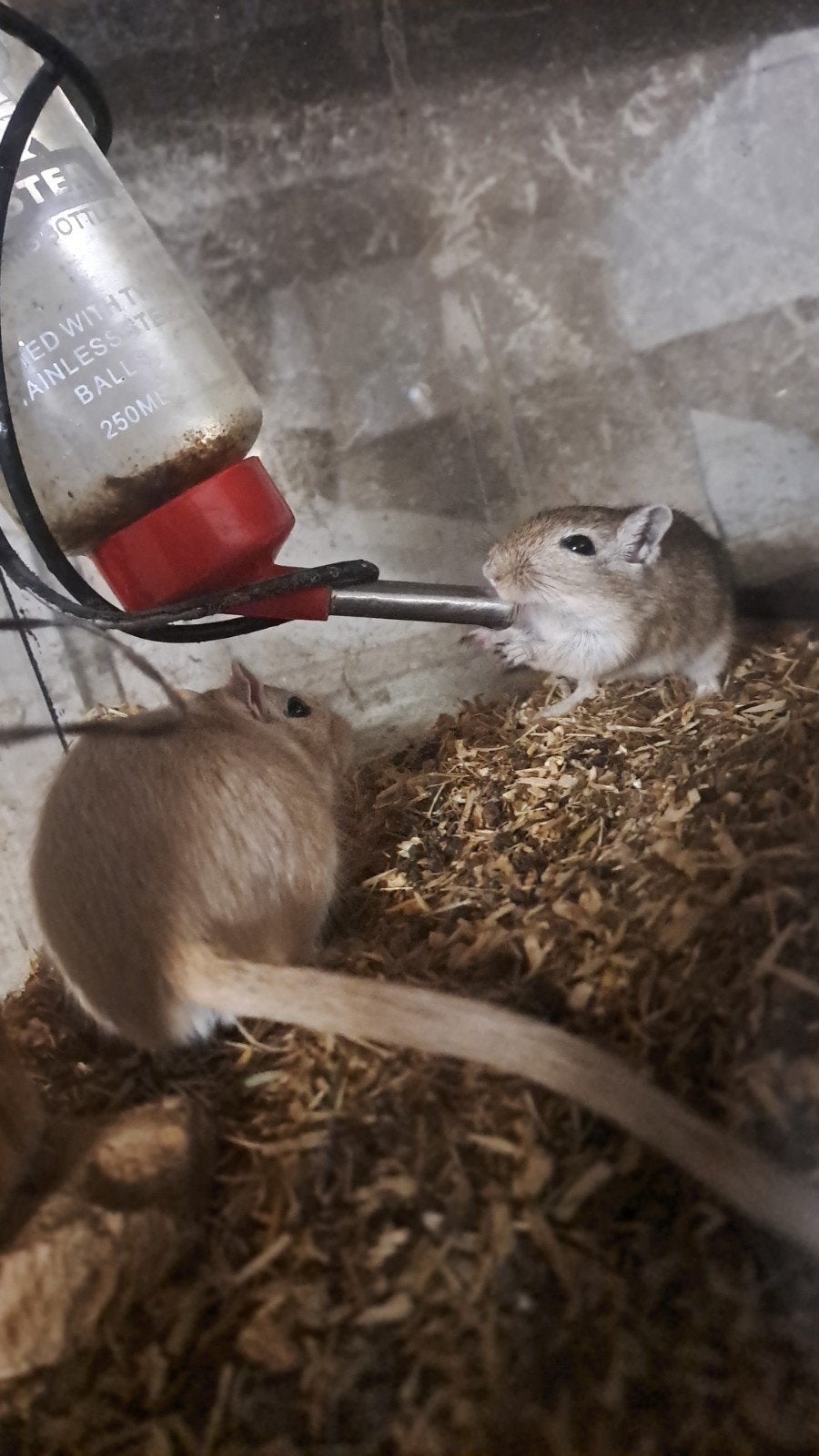 Gerbils mannetjes, Januari, Mannelijk, Overige typen