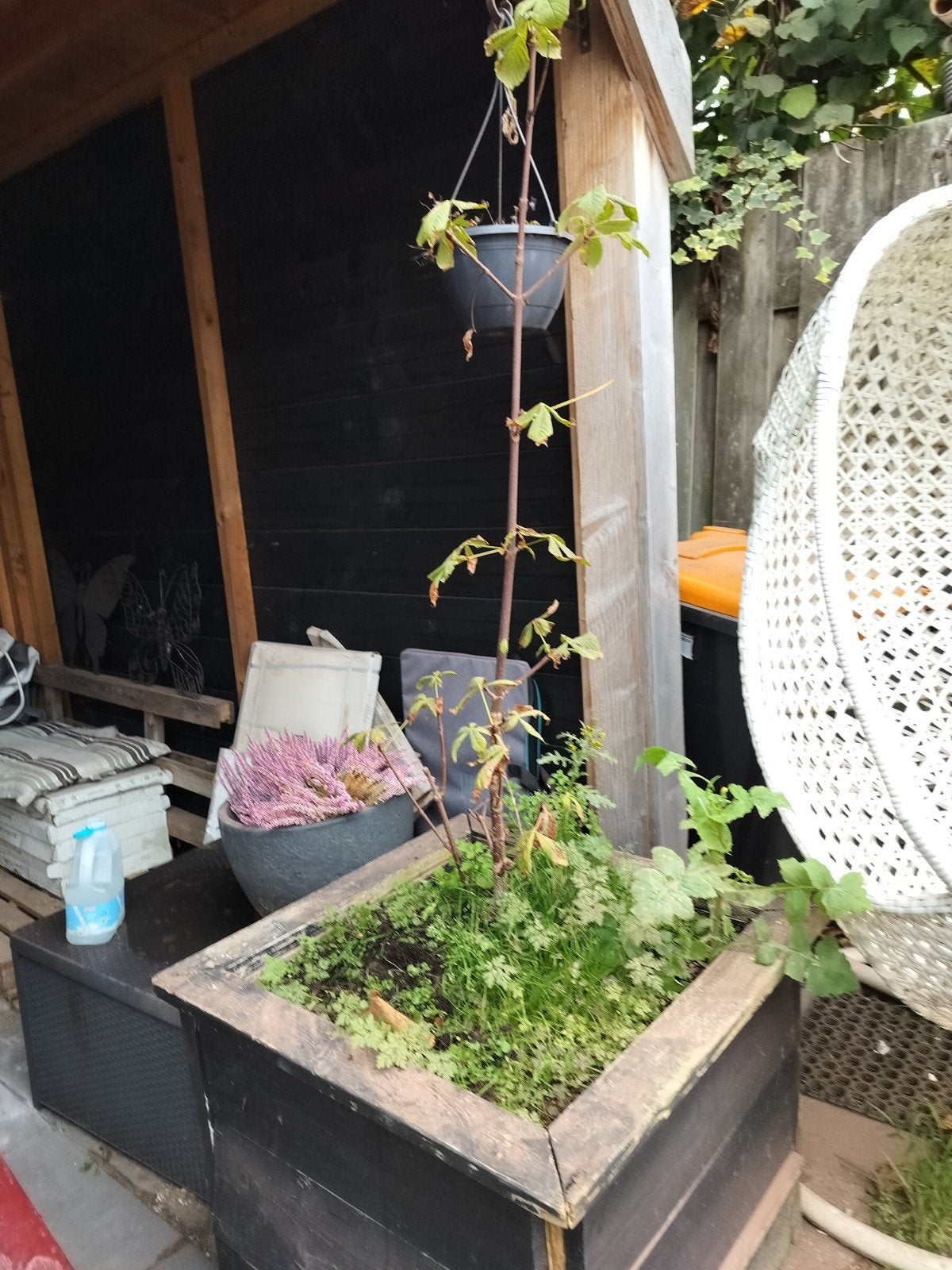 kastanje boompje, Ophalen, Halfschaduw, Overige soorten, 100 tot 250 cm