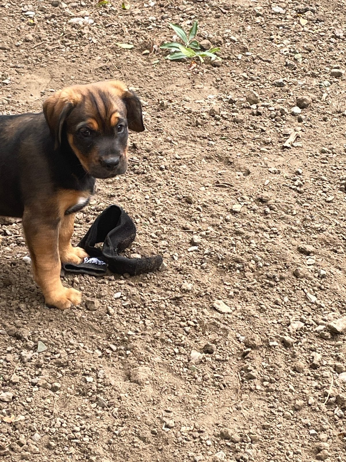 Puppies Labrador stafferd Friese stabij mix, CDV (hondenziekte), 8 tot 15 weken, Meerdere, Meerdere dieren