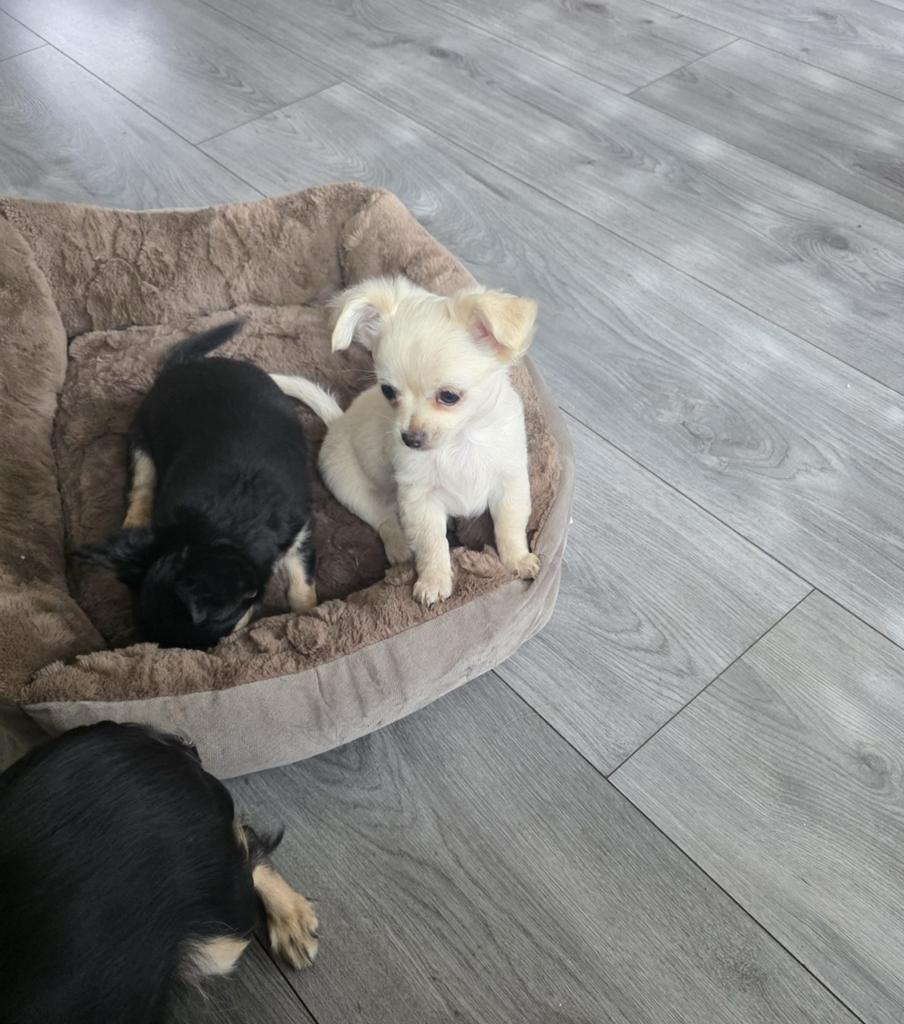 Prachtige mini chihuahua pups, Dieren en Toebehoren, Honden | Chihuahua's en Gezelschapshonden, 8 tot 15 weken, Parvo, Meerdere