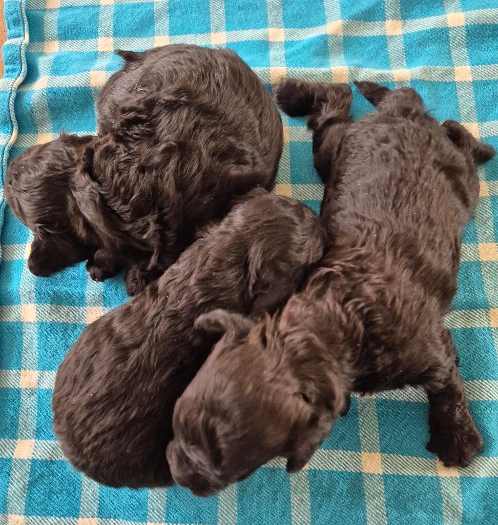 Schitterende dwerg poedel pups, Poedel, Parvo, 8 tot 15 weken, Meerdere