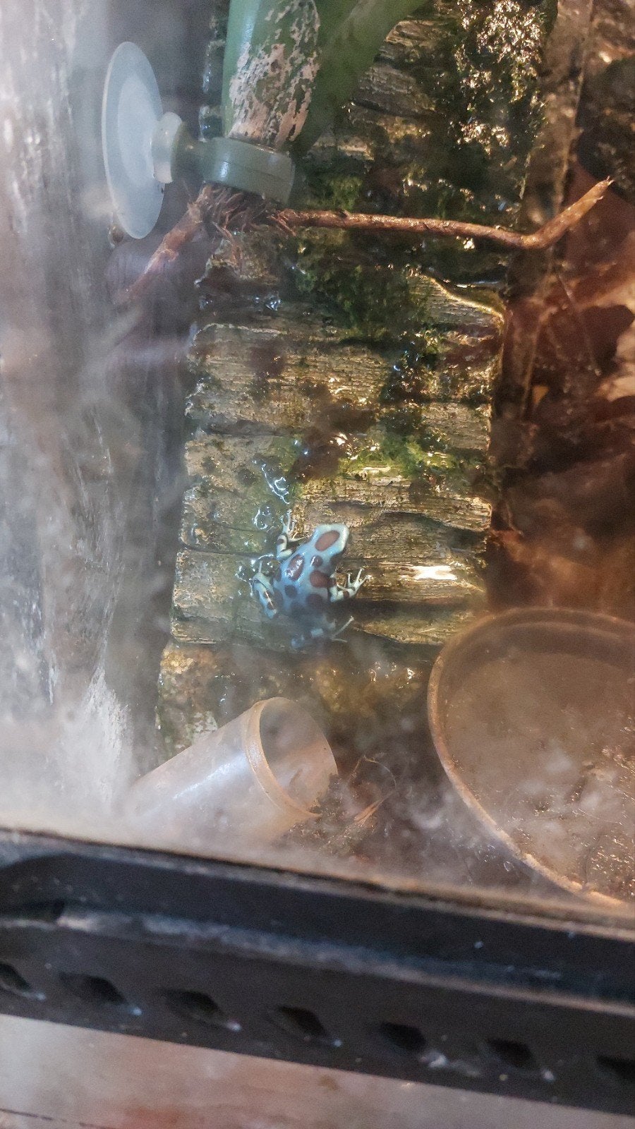 Vrouwtje Dendrobates auratus (El cope) Frog photo 2