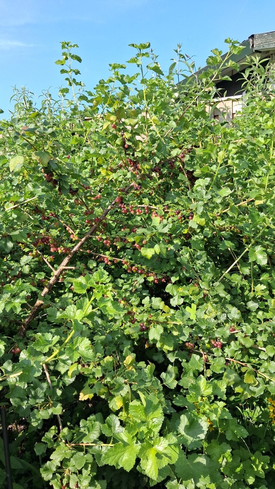 Josta Bessen struiken uit Eigen Tuin, Ophalen, Overige soorten, Struik, Minder dan 100 cm