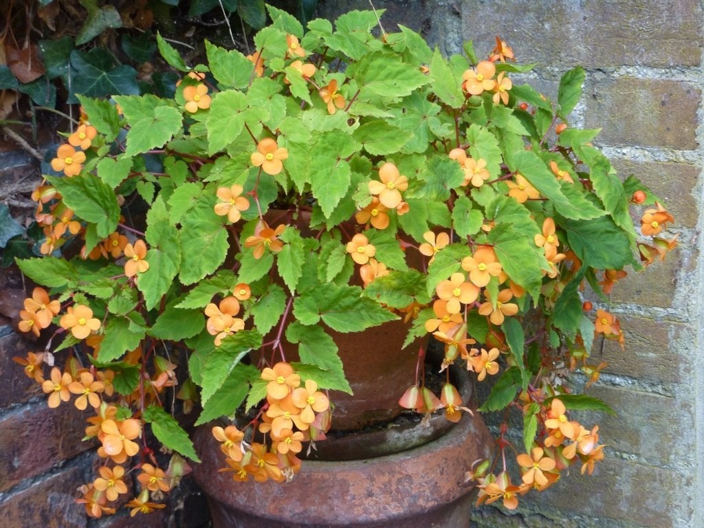 Begonia Suttherlandii, Overige soorten, Vaste plant, Ophalen of Verzenden, Halfschaduw