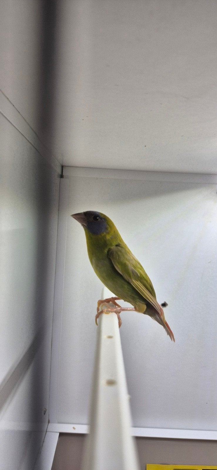 1-1Driekleurpapagaaiamadines pop pastel, Dieren en Toebehoren, Meerdere dieren, Geringd