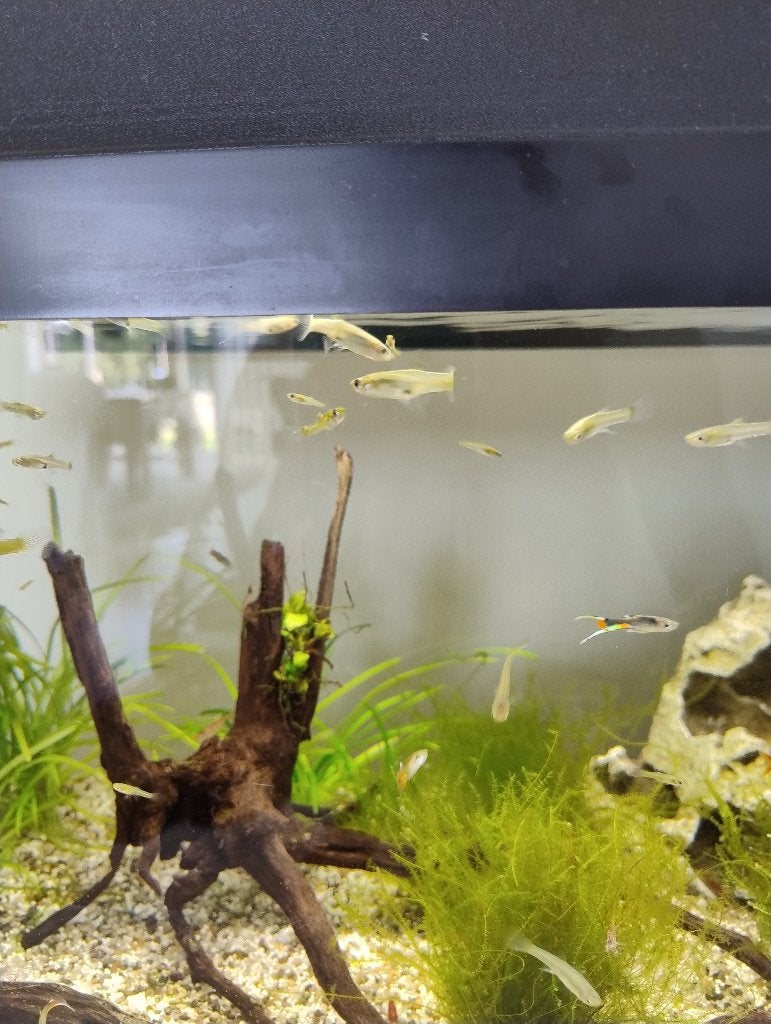 Guppen, Dieren en Toebehoren, Vissen | Aquariumvissen, Vis