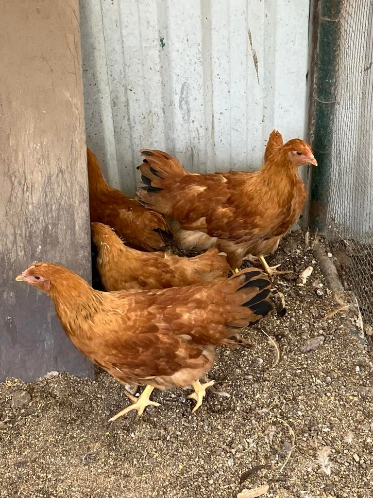 Jonge New Hampshires groot ( hennen), Dieren en Toebehoren, Meerdere dieren, Kip