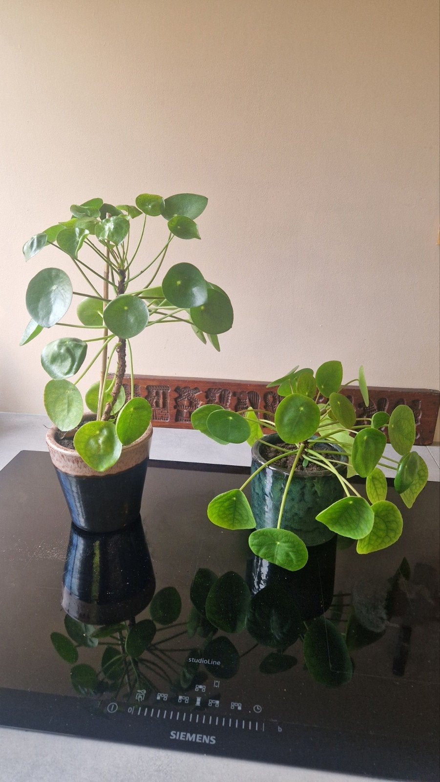 pannenkoekenplant middel groot en groot, Ophalen, Groenteplant, Halfschaduw, Minder dan 100 cm