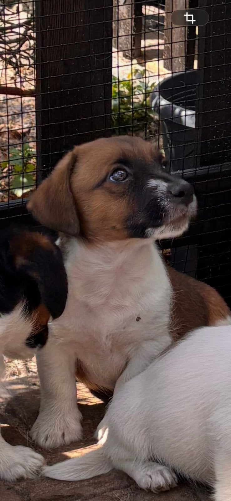 Prachtige Jack Russell pups, Jack Russell Terriër, CDV (hondenziekte), 8 tot 15 weken, Meerdere