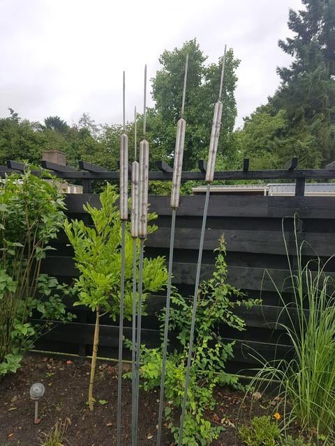 Mooie decoratieve lisdoddes, Tuin en Terras, Tuinstekers, Ophalen, Nieuw, Blijham, Ottoboven@gmail.com