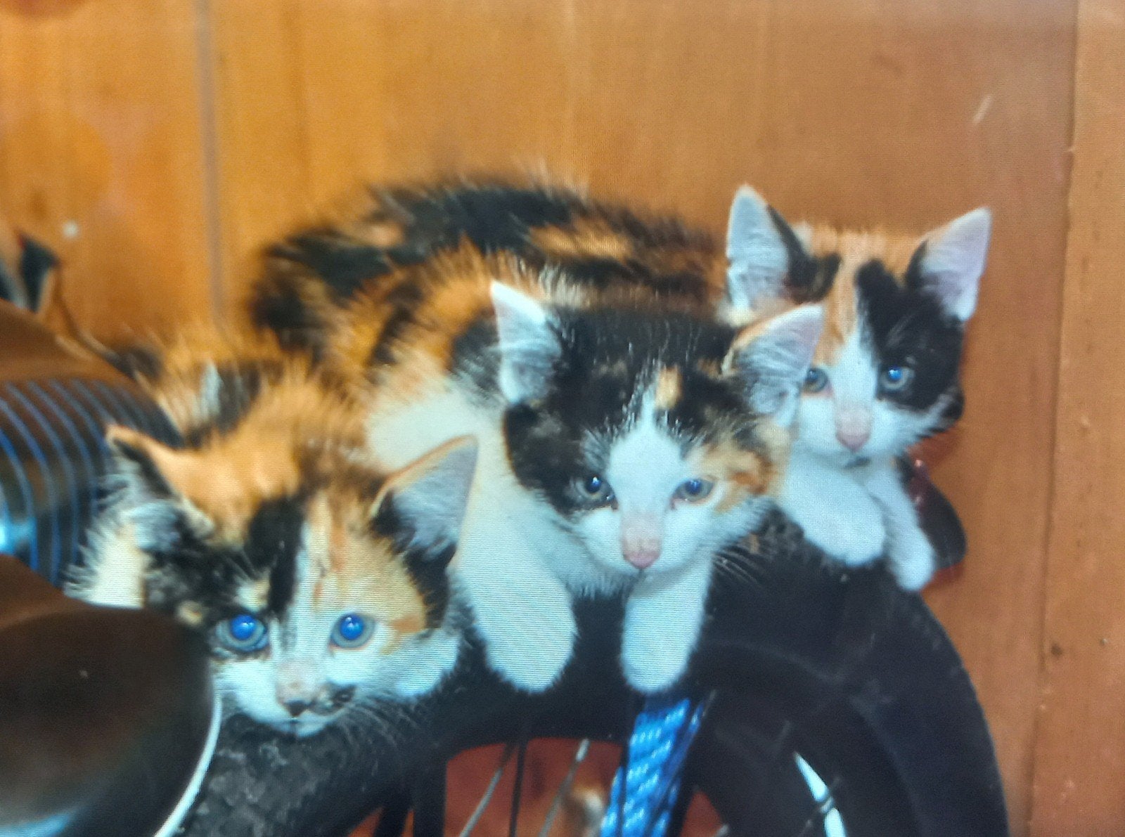 Lapjeskittens, de laatste 2, Poes