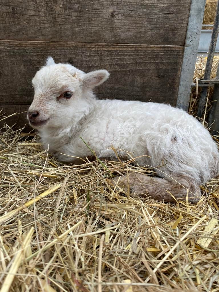 Ouessant lam tekoop, Dieren en Toebehoren, Mannelijk, Schaap, 0 tot 2 jaar