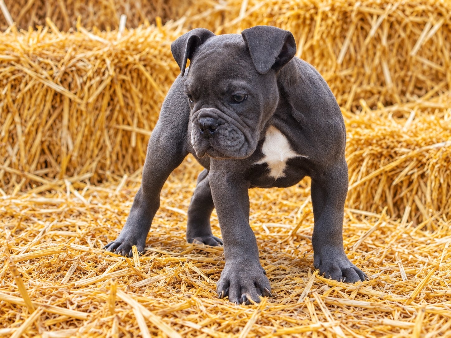 Bullforce Old English Bulldog teefje 1500€, Dieren en Toebehoren, Nederland, 8 tot 15 weken, Meerdere, Meerdere dieren
