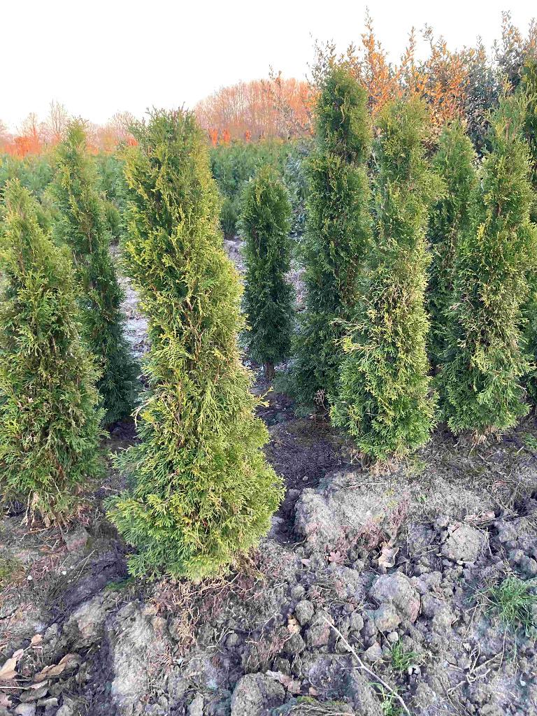 thuja smaragd coniferen, Tuin en Terras, Ophalen, Conifeer, Haag, 100 tot 250 cm